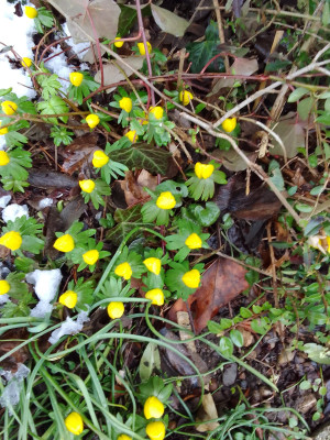 Winterlinge