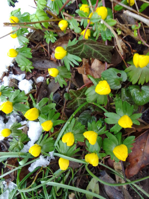 Eranthis hyemalis