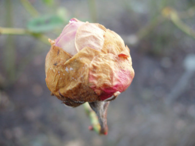 boga-rose2_2008.jpg