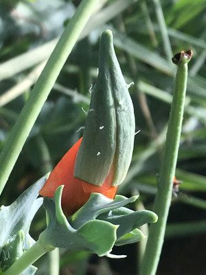 Glaucium flavum Knospe (1).JPG