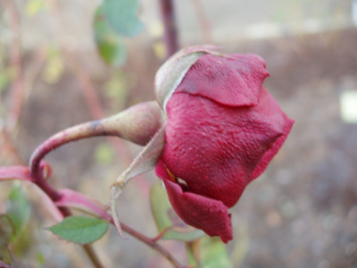 boga-rose2008.jpg