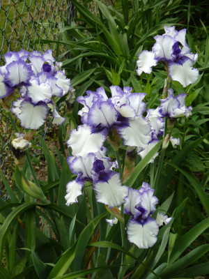 Iris barb. elat. 'Orinoco Flow'_P1040153.JPG
