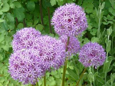 Allium giganteum_P1070421.JPG