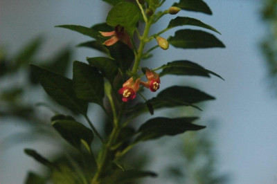 28.12.2008_041.jpg
