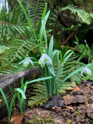 Galanthus 'Warei'