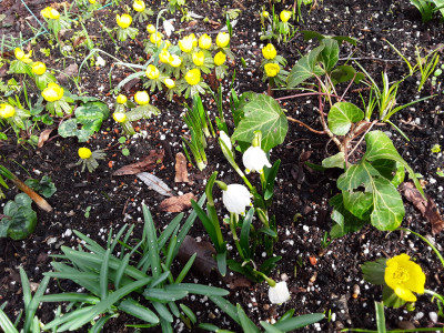 Leucojum vernum