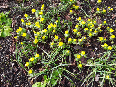 Eranthis hyemalis