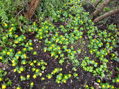 Eranthis hyemalis