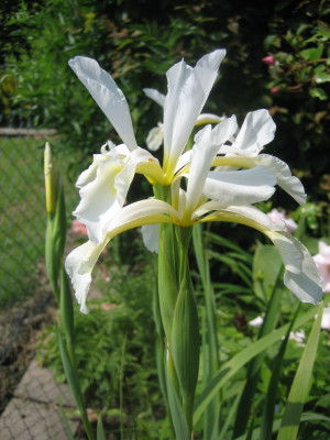 Iris orientalis_0218.JPG