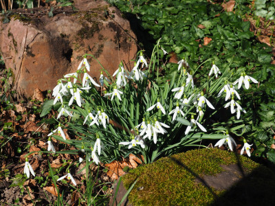 Galanthus x valentinei Atkinsii 'James Backhouse' P2210047.JPG
