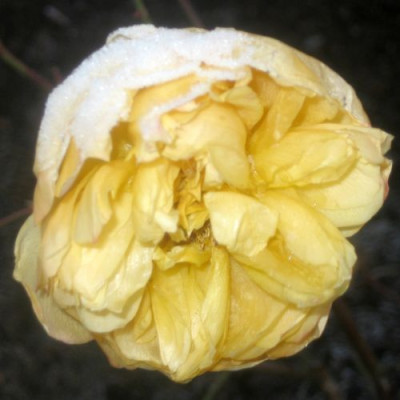 Rose_Dame_Prudence_29231.jpg