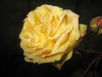 Rose_Yellow_Charles_Austin_29201.jpg