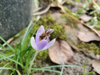 Apis mellifera 20260222.jpeg