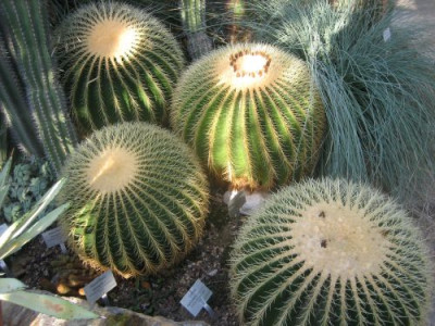 Echinocactus_grusonii_28881.jpg