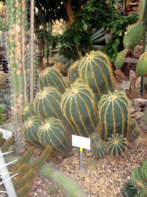 Parodia_magnifica_28901.jpg