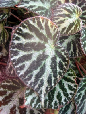 Begonia_imperialis_29041.jpg