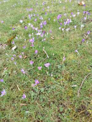 Crocus tommasianus