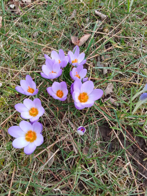 Crocus tommasianus