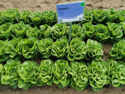 Salat Xanadu.jpeg
