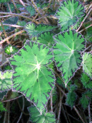 Begonia_bowerae_28981.jpg