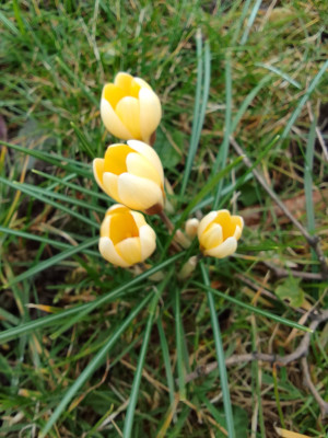 Frühlingskrokusse