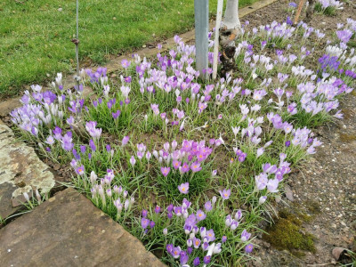 Crocus 20260222.jpeg