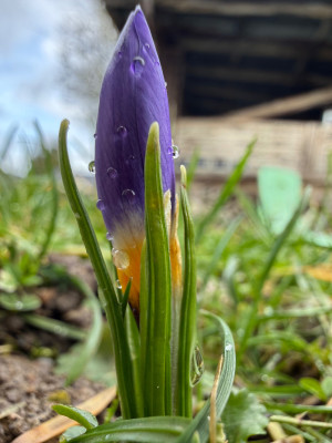 Tricolore