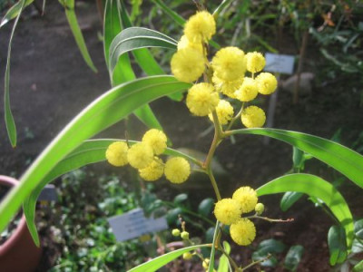 Acacia_macradenia_28831.jpg