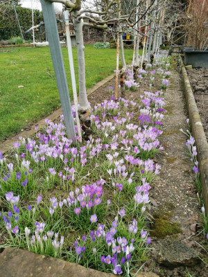 Crocus Apfel 20260222.jpeg