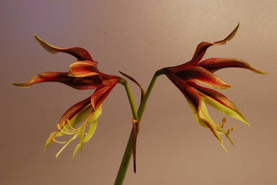 hippeastrum_lima.JPG