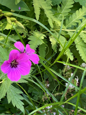 Geranium psil. (2).JPG