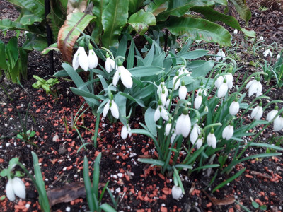Galanthus elwesii