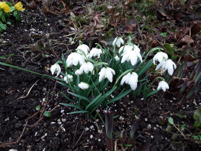 Galanthus nivalis Flore Pleno