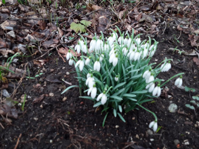 Galanthus nivalis