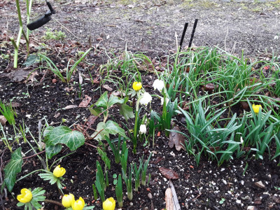 Leucojum vernum