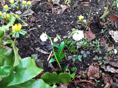Leucojum vernum