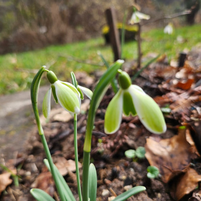 Carinthian Spring x Green Mile 20260223_121006.jpg
