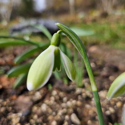 Carinthian Spring x Green Mile20260223_120620.jpg