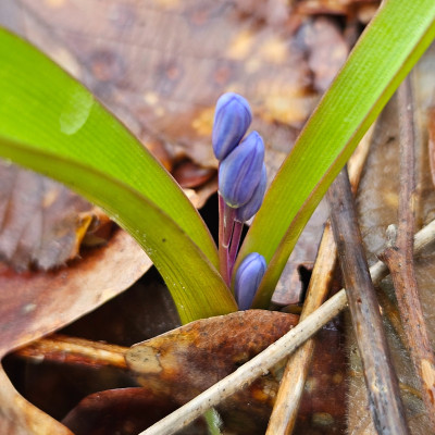 Scilla bifolia 20260223_122917.jpg