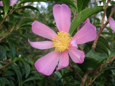 Camellia_sasanqua_Variegata_28751.jpg