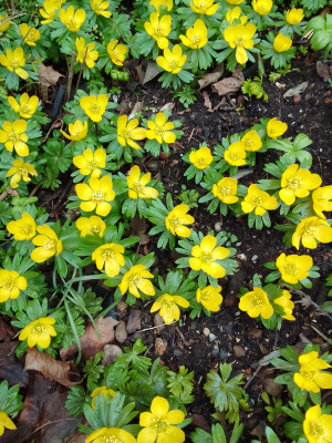 Eranthis hyemalis