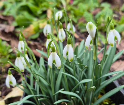 20260223_170038 Galanthus Elfin.jpg