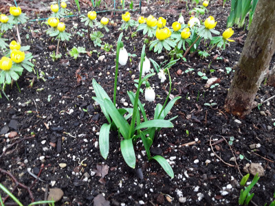 Galanthus woronowii