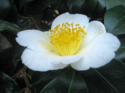 Camellia_Hybride_Kyo_Nishikii_28801.jpg