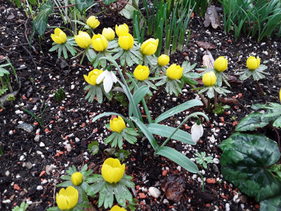 Galanthus elwesii