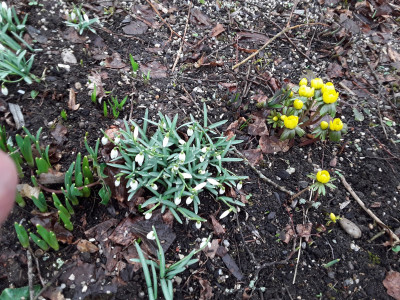 Galanthus und Eranthis