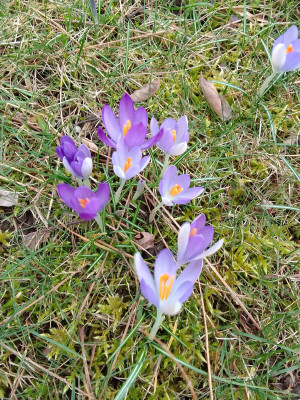 Crocus tommasianus