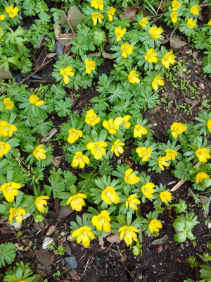 Eranthis hyemalis