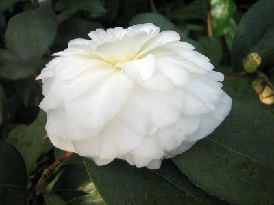 Camellia_japonica_hybr._28671.jpg