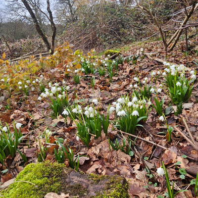 Leucojum vernum Oberbayern 20260223_123059.jpg